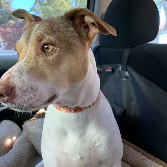 Meet your Posher, Olivia - Picture 7 of 11